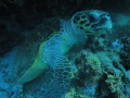   my first trip red sea using fantasea big eye lens turtle1100s f2.7 ISO 100 1/100s 1100s 100s f27 f2  